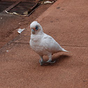 Little Corella 