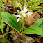 Showy Orchis