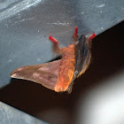 Red-legged moth