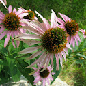 Purple Coneflower