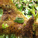 Palm Viper