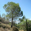Stone Pine