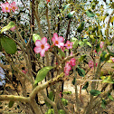 Adenium obesum