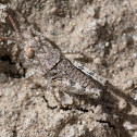 unknown grasshopper nymph