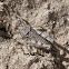 unknown grasshopper nymph