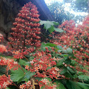 Pagoda flower
