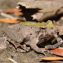 Blanchard's cricket frog