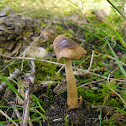 Tawny Grisette/Roodbruine slanke amaniet