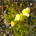 Yellow Toadflax