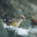 White-winged Crossbill