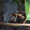 Common Gum Tree Shield Bug