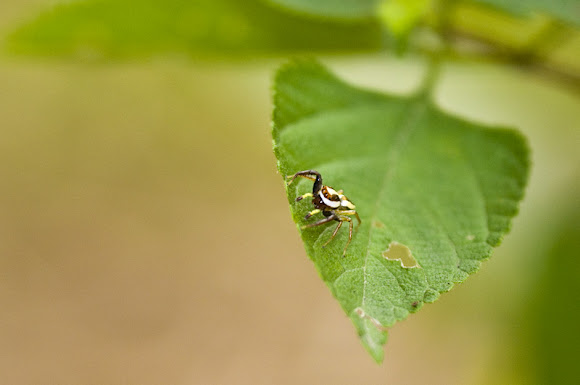 Spotting Image 1