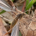 Tiger Cranefly