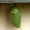 Danaus plexippus cocoon - Monarch butterfly