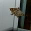 Common Angle