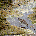 Least Sandpiper