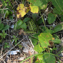 Northern Leopard Frog