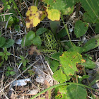 Northern Leopard Frog