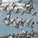 Gaviota de Franklin
