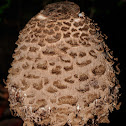 Parasol mushroom, Apagador