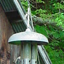 Indigo Bunting