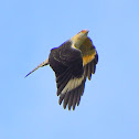 Yellow-headed Caracara