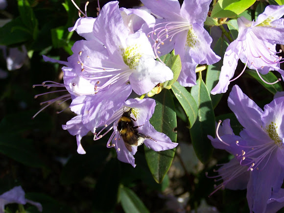 Spotting Image 1