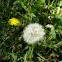 Marsh Sowthistle