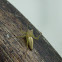 Lynx spider