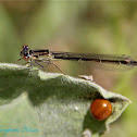 (Female) Pacific Forktail