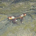 Smooth redeye crab