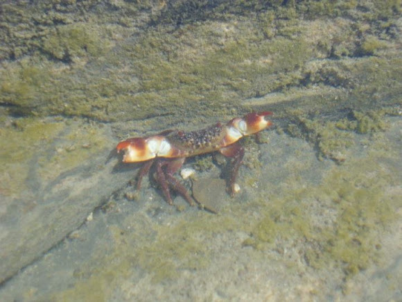 Spotting Image 1