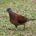 Malagasy turtle dove