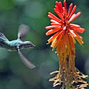 Anna's hummingbird