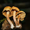 Gymnopilus luteofolius