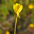 Horned Bladderwort