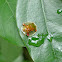 Golden Tortoise Beetle 龜金花蟲