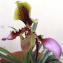 Lady's Slipper Orchid