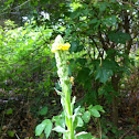 Common Mullein