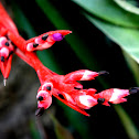 Bromeliad