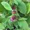 Lesser Burdock