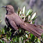 California Thrasher