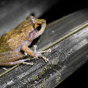 Common coqui