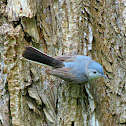 Blue-gray Gnatcatcher