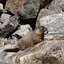 Yellow-bellied Marmot