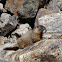 Yellow-bellied Marmot