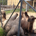 Camel