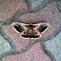 Giant Peacock Moth