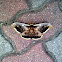 Giant Peacock Moth