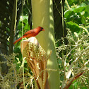 northern cardinal